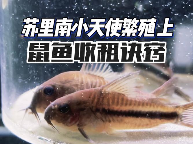 清远一田地老鼠泛滥,清远老鼠鱼