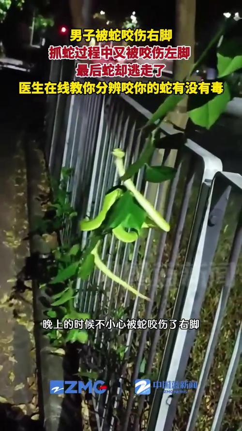 被蛇咬反抓蛇再遭咬,被蛇咬反抓蛇再遭咬伤