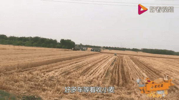 任达华回山东收麦子,任达华回山东收麦子是哪一集