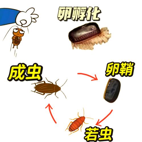 北京现带翅膀大蟑螂,北方带翅膀的蟑螂